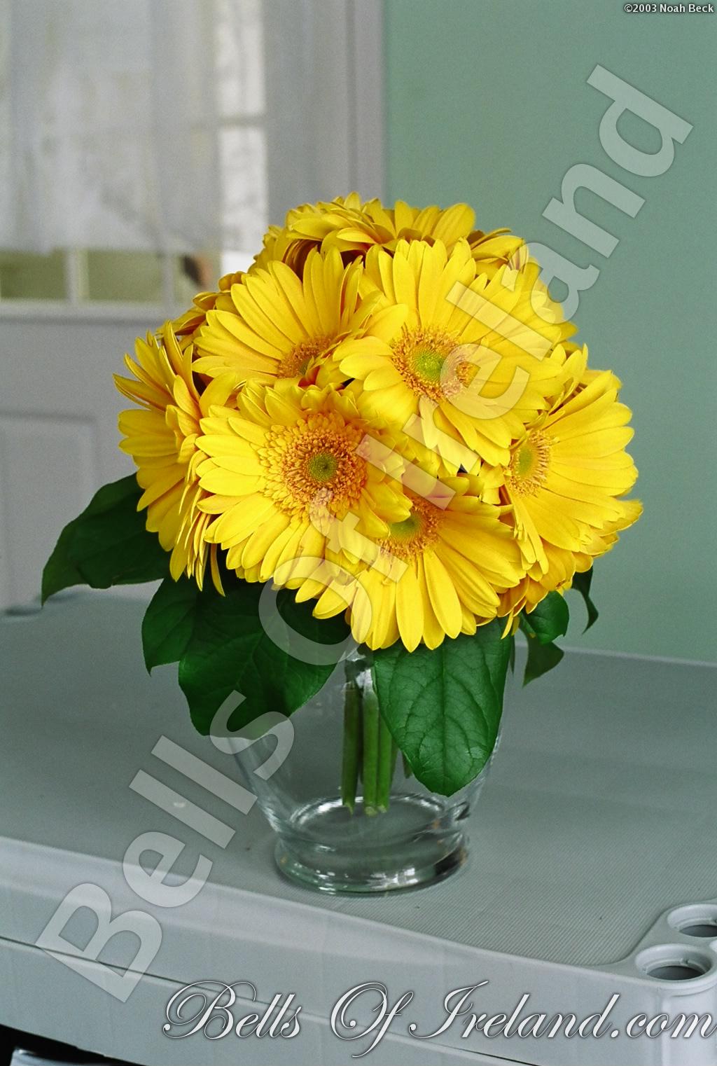 bells-of-ireland-woburn_flowers-2