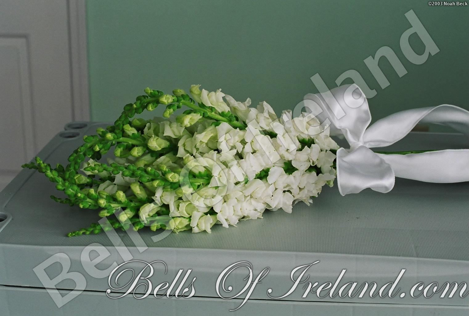 bells-of-ireland-woburn_flowers-10
