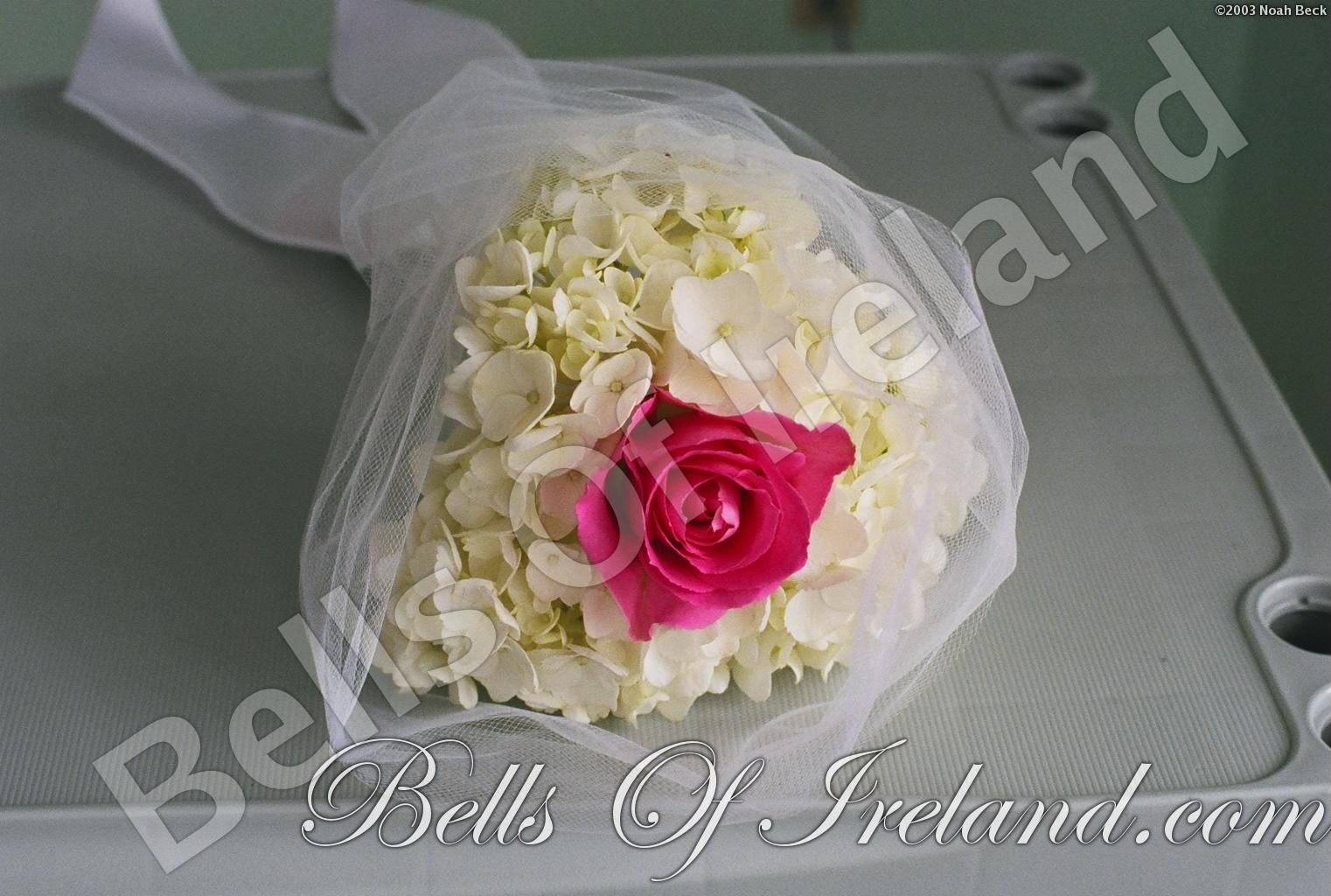 bells-of-ireland-woburn_flowers-5