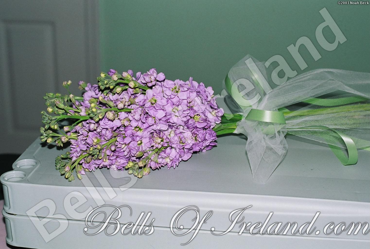 bells-of-ireland-woburn_flowers-9