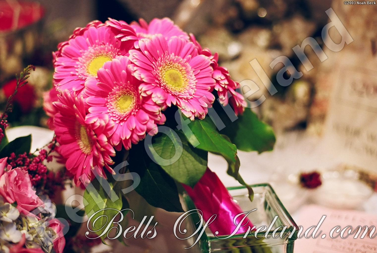 bells-of-ireland_flowers-14