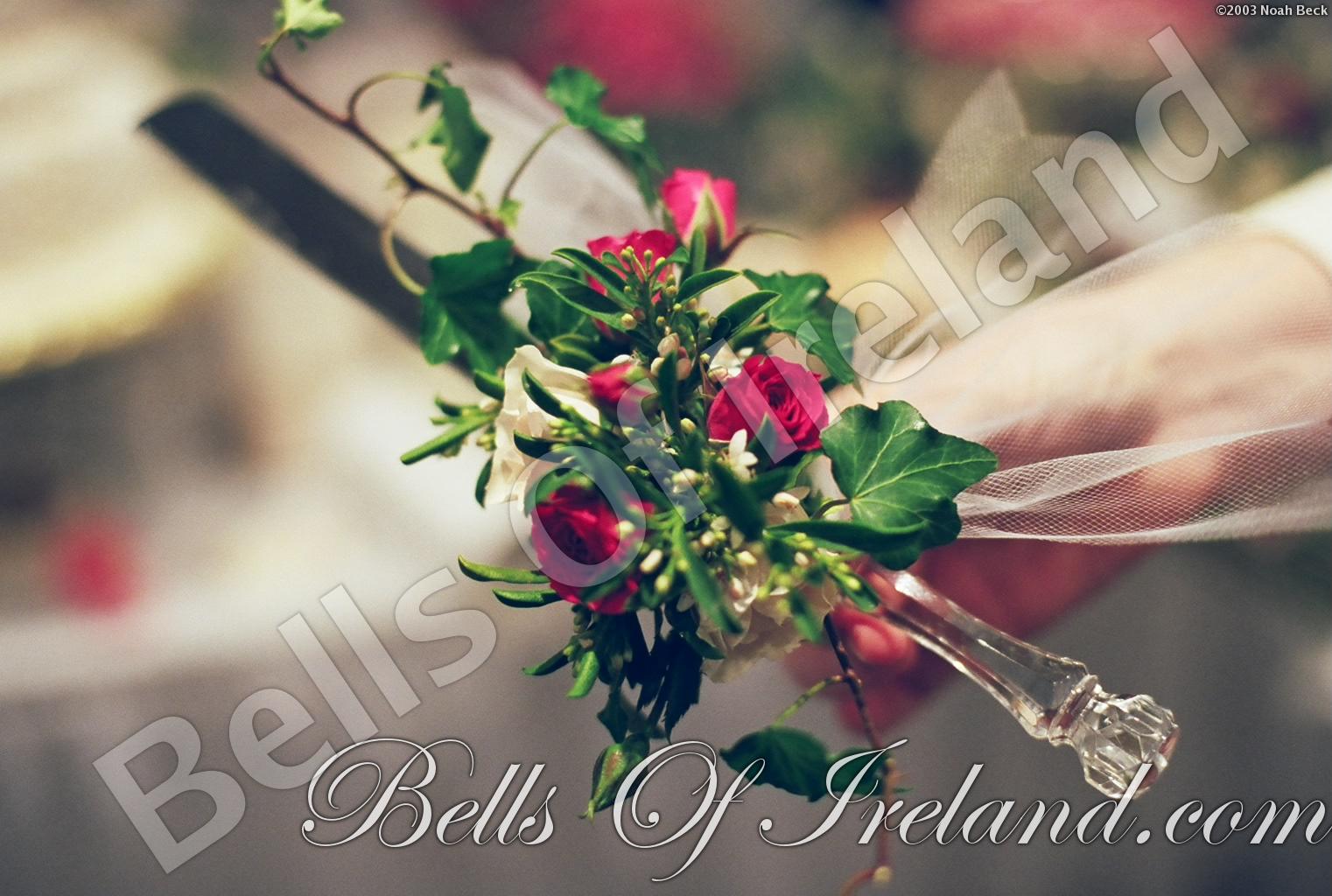 bells-of-ireland_flowers-8