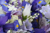 boi_2006b-pic-040
