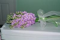 bells-of-ireland-woburn_flowers-9