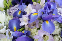 boi_2006b-pic-033