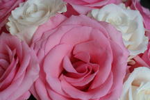 boi_2006b-pic-128