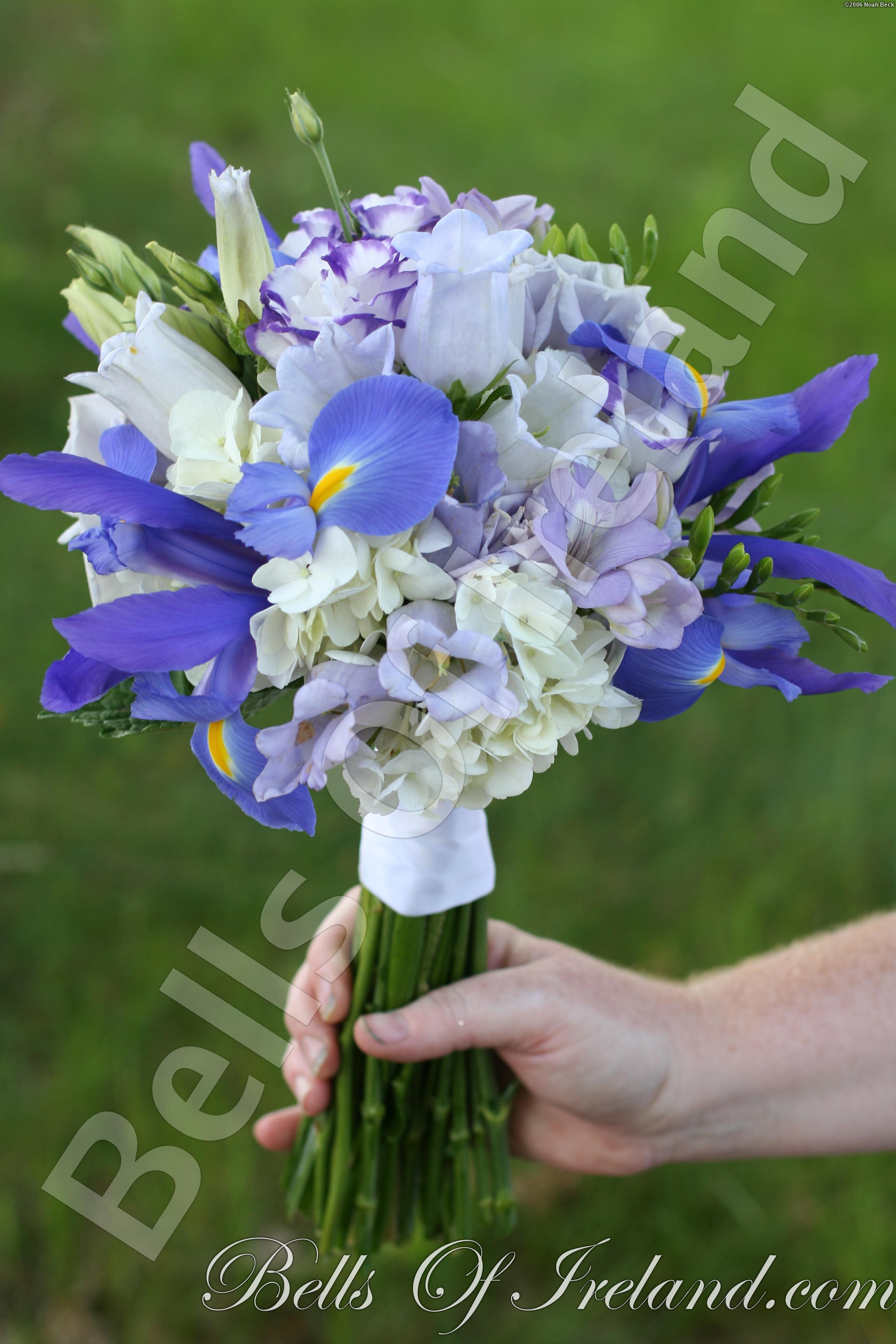 boi_2006b-pic-028