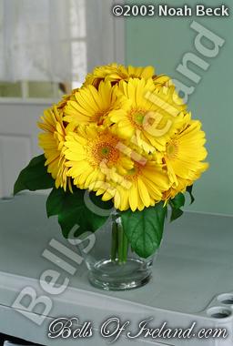 bells-of-ireland-woburn_flowers-2