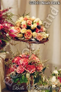 bells-of-ireland_flowers-19