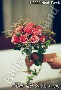 bells-of-ireland_flowers-5