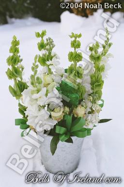 boi_misc-arrangements-7
