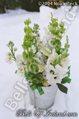 boi_misc-arrangements-8