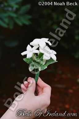 boi_sprsum04-pic029
