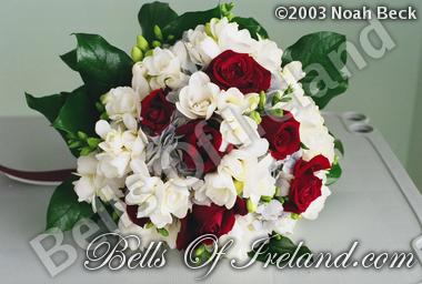 bells-of-ireland-woburn_flowers-1