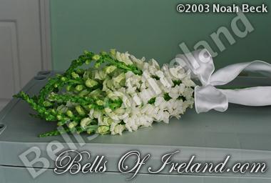 bells-of-ireland-woburn_flowers-10