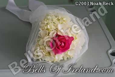 bells-of-ireland-woburn_flowers-5