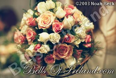 bells-of-ireland_flowers-1