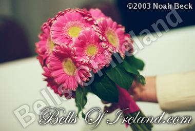 bells-of-ireland_flowers-4