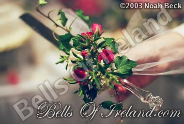 bells-of-ireland_flowers-8