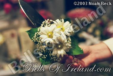 bells-of-ireland_flowers-9