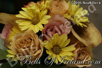 boi_2006b-pic-008