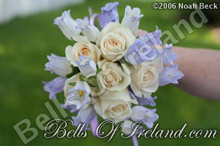 boi_2006b-pic-031