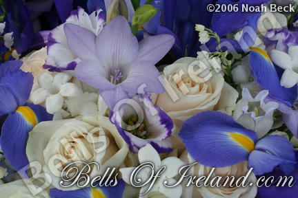 boi_2006b-pic-039