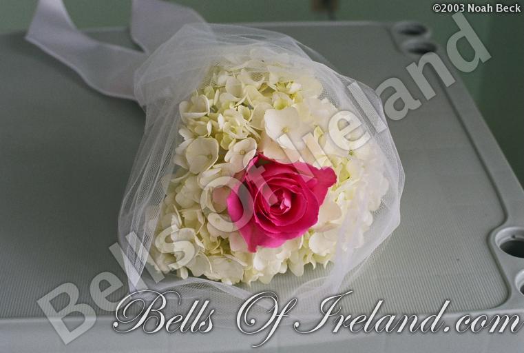 bells-of-ireland-woburn_flowers-5