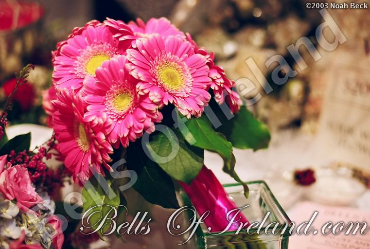 bells-of-ireland_flowers-14