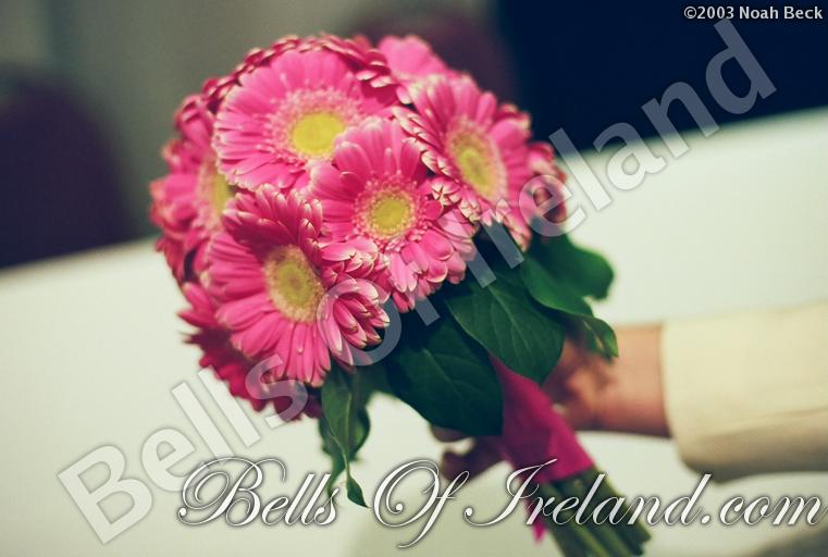 bells-of-ireland_flowers-4