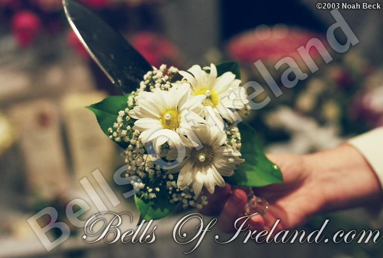 bells-of-ireland_flowers-9