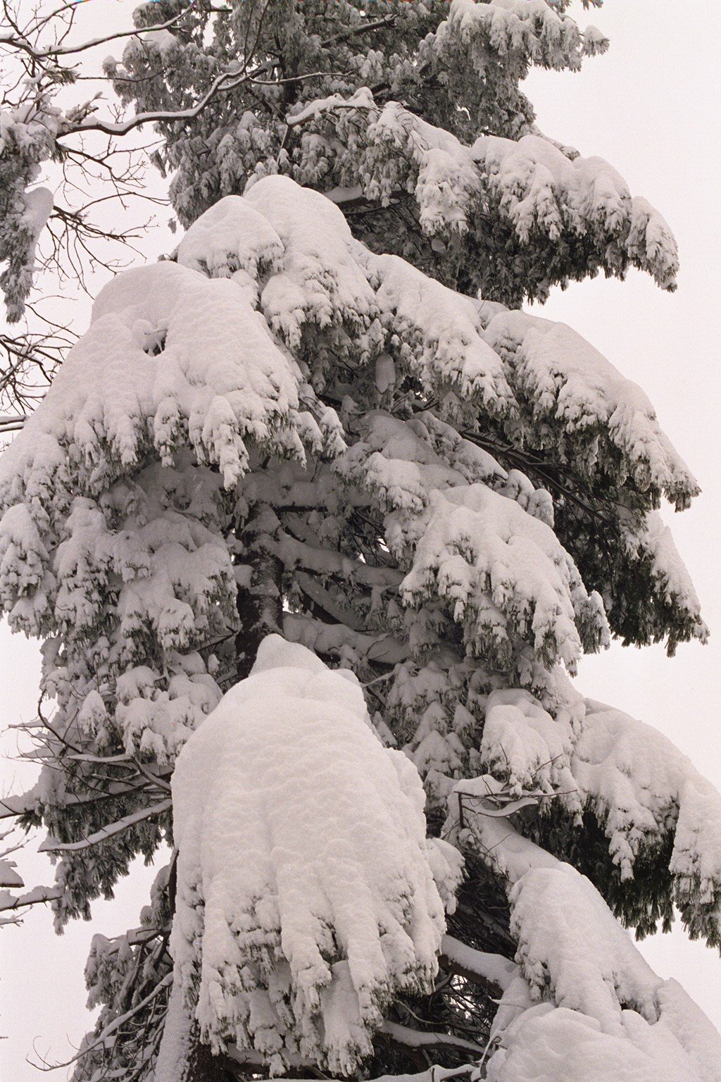 blizzard01_pine-tree