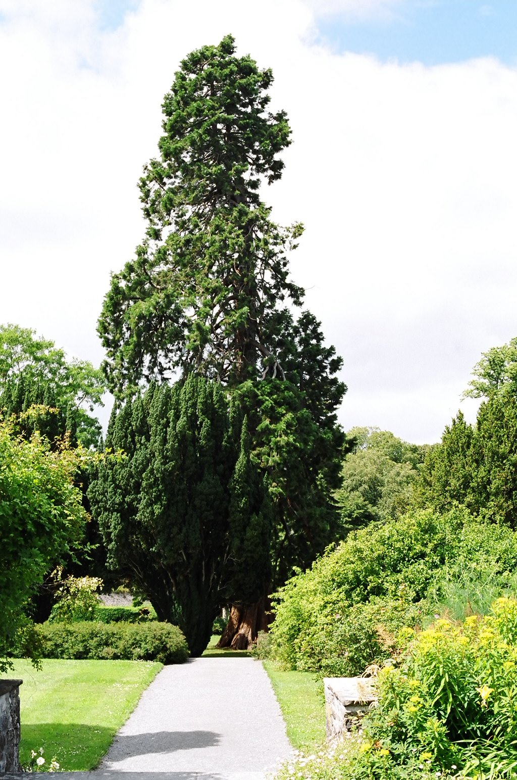 ireland-birr_castle_gardens_bigtree