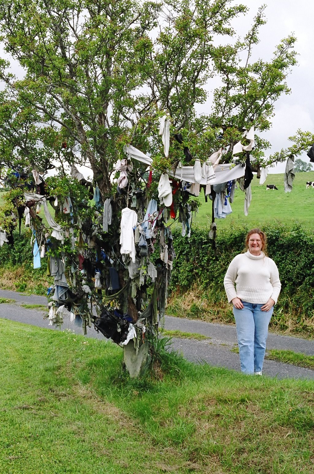 ireland-st_kierans_bush_roz
