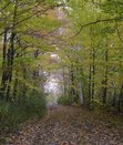 ne-foliage_windsor-jambs-07
