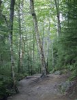 lonesome-lake_trail-aspens