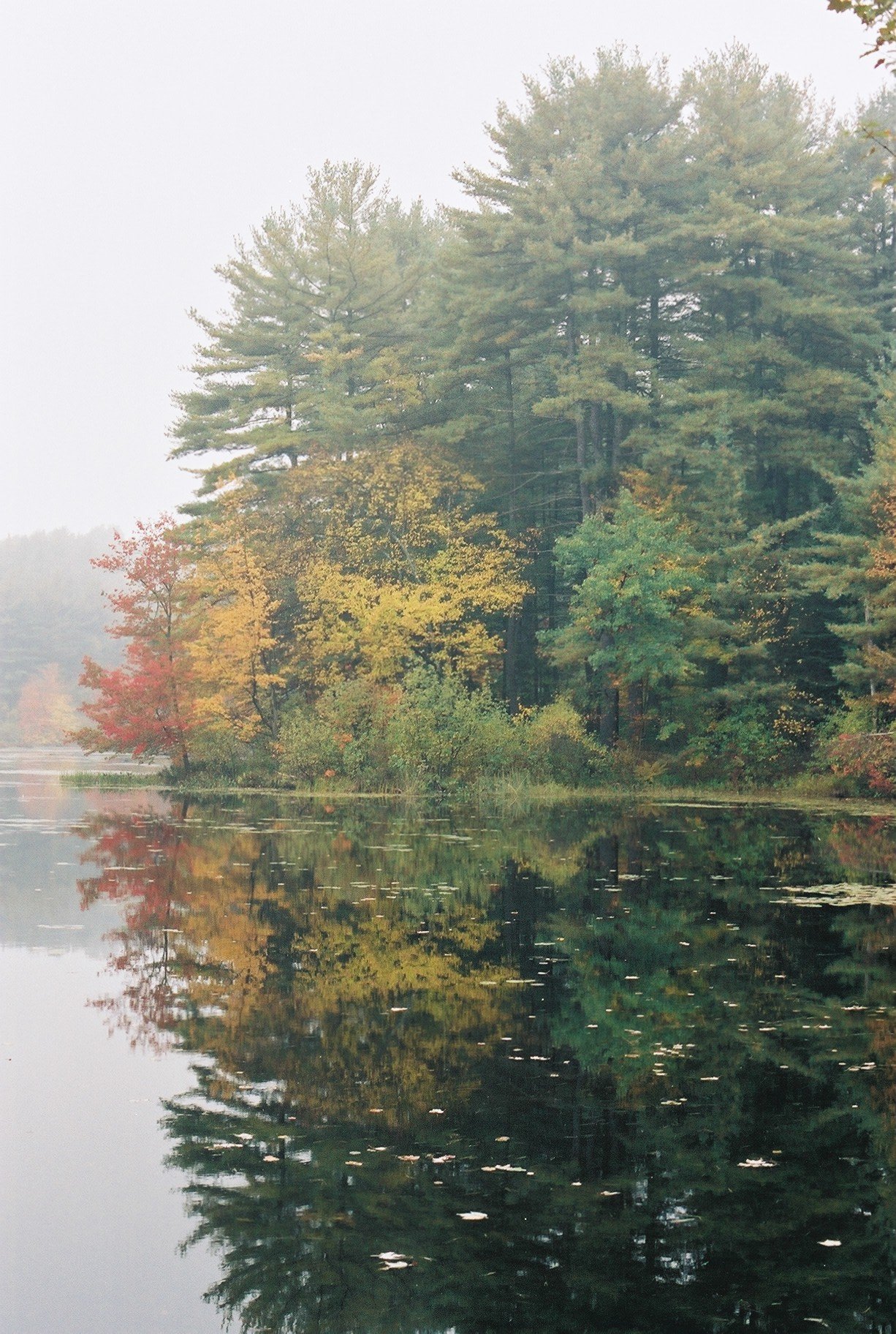 ne-foliage_mass-trees-water