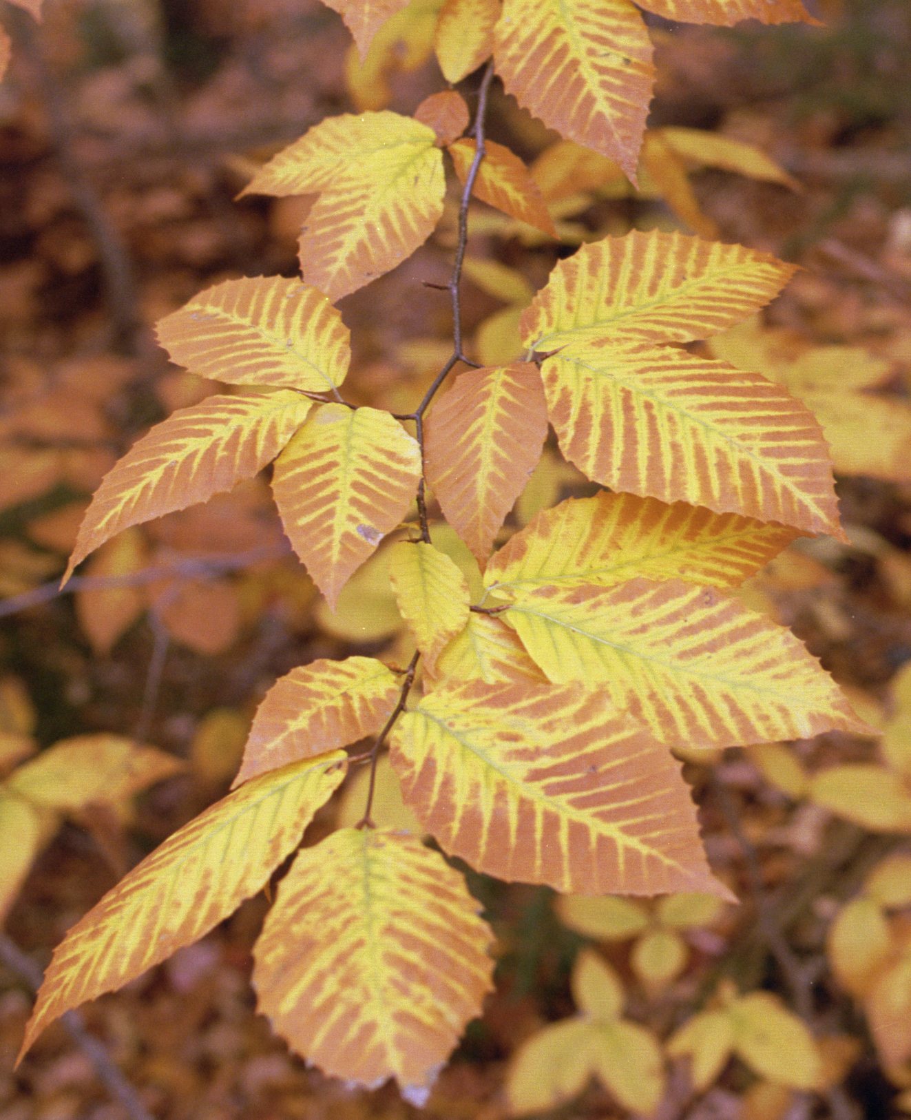 ne-foliage_vermont-foliage-19