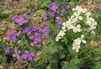 flowers_flowers-1