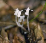 lonesome-lake_indian-pipe-2