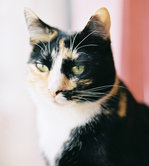 miscellaneous_katie-relaxed-left