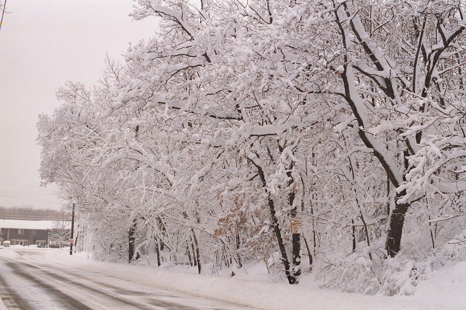 blizzard01_trees-road