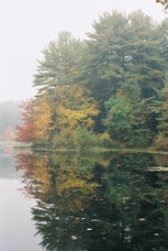 ne-foliage_mass-trees-water