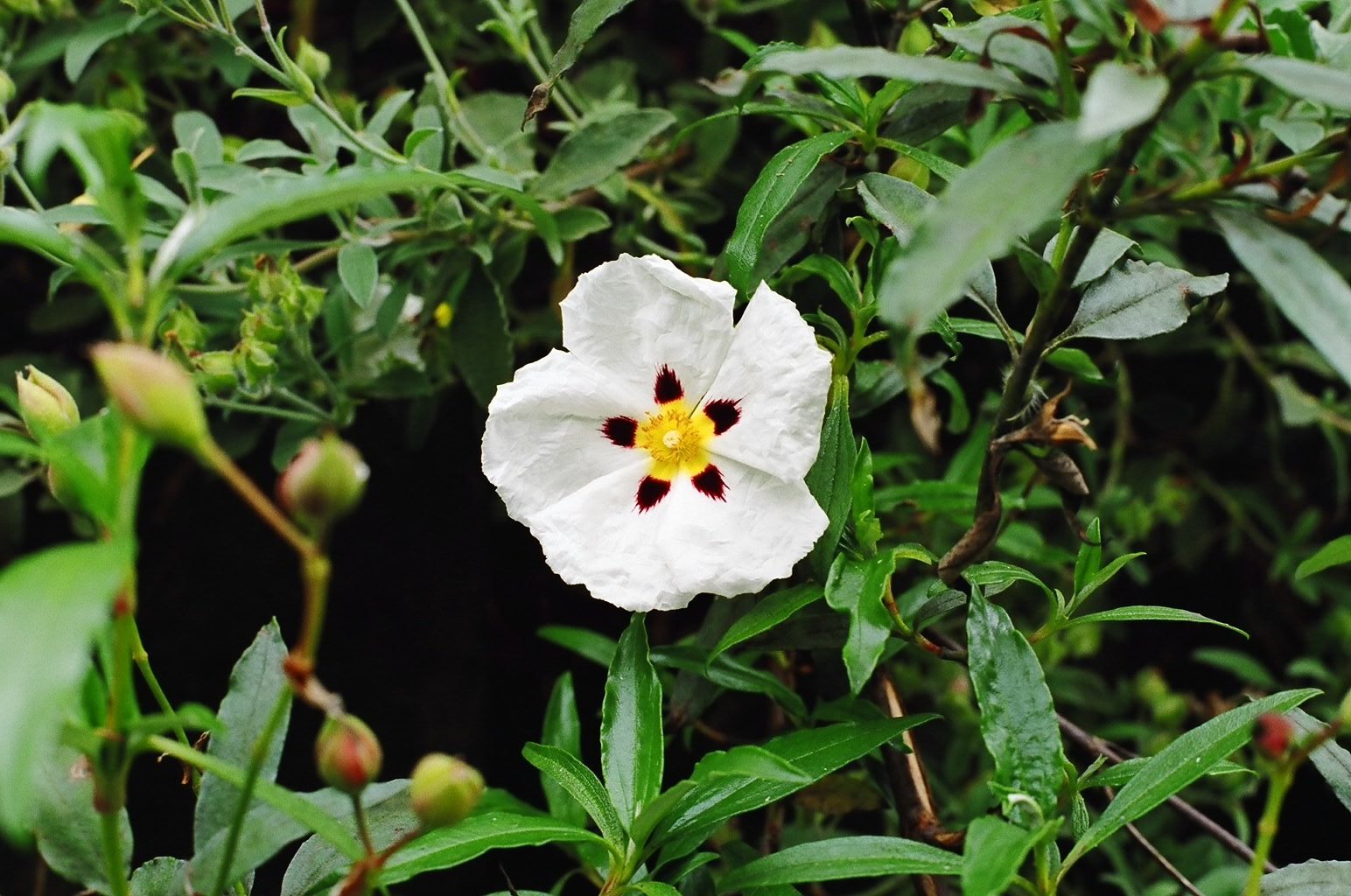 ireland-birr_castle_grounds_flower3