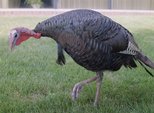 miscellaneous_cadence-turkey-2