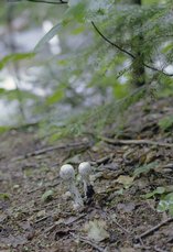 lonesome-lake_toadstools