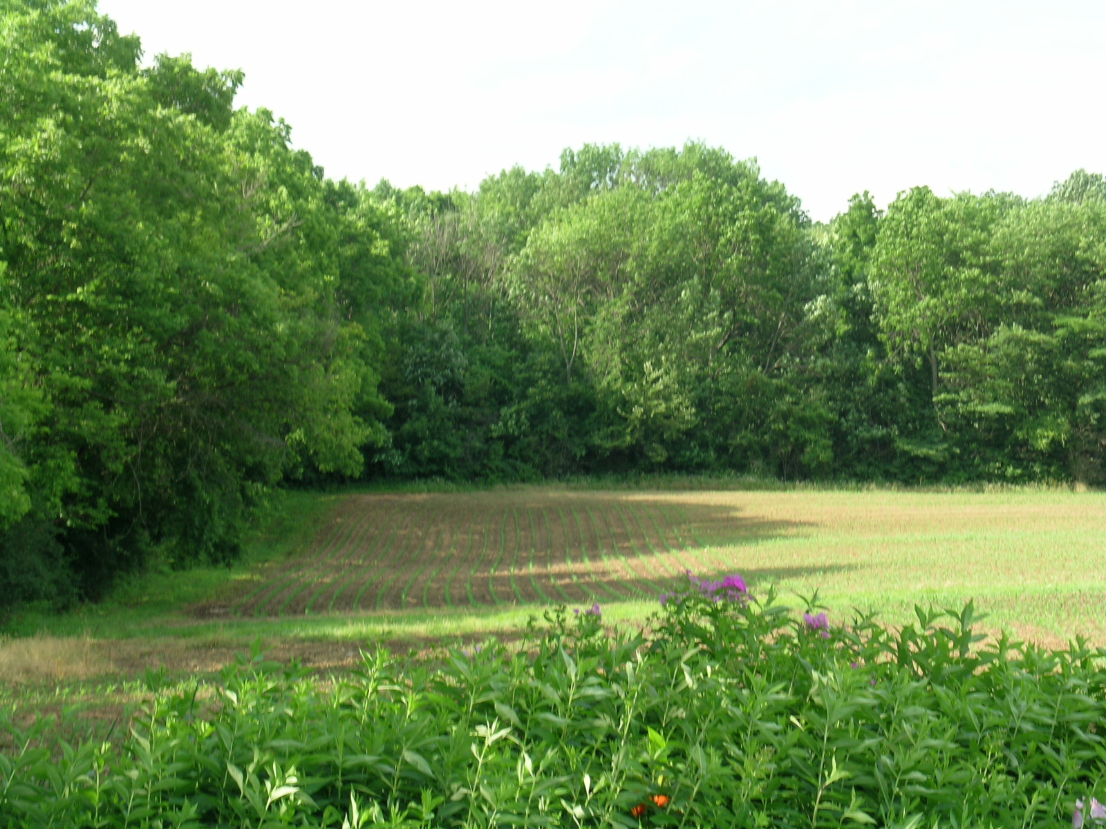 wedding-scenes_north_field