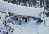 lonesome-lake_snow-on-log