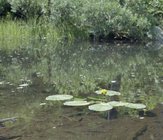 lonesome-lake_water-lily