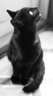miscellaneous_jeeves-turning